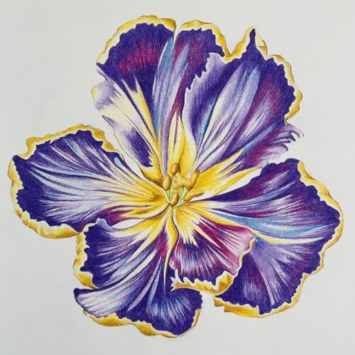 blomst lilla