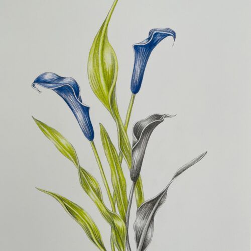 blå blomst