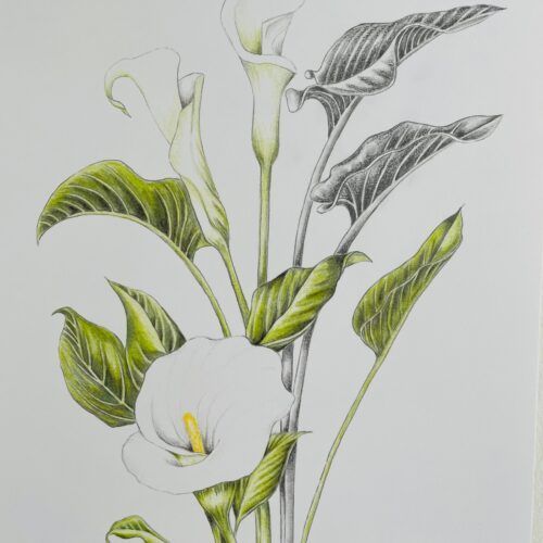 hvid blomst